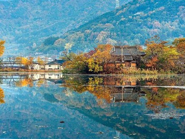 아이유도 머문 저수지, 450살 은행나무…밀양의 가을 인생샷