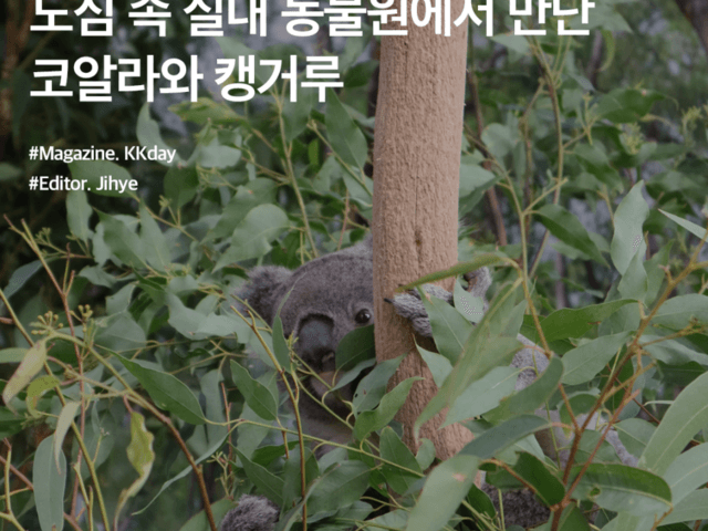 <strong>와일드라이프</strong> 시드니 <strong>동물원</strong> :: 도심 속 실내 <strong>동물원</strong>에서 만난 코알라와 캥거루