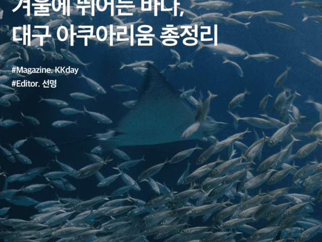 대구 <strong>놀거리</strong> 추천 :: <strong>겨울</strong>에 뛰어든 바다, 대구 아쿠아리움 총정리