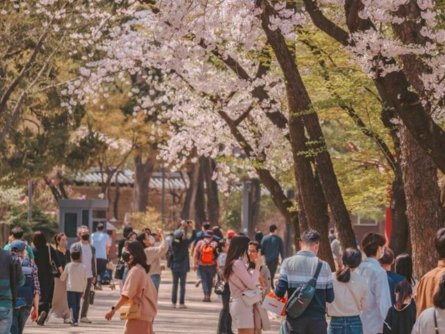 3월 국내여행 :: 어김없이 돌아온 분홍빛 계절, 2023 서울 벚꽃 명소 TOP 4