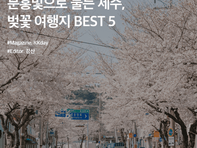 제주 <strong>벚꽃</strong> 명소 :: 분홍빛으로 물든 제주, <strong>벚꽃</strong> 여행지 BEST 5