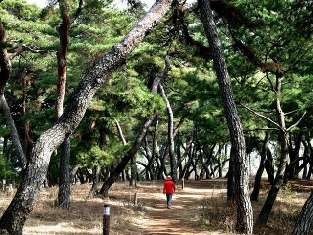 비단강 흐르는 공주 고마나루 솔숲 바람에 실어오는 봄 내음