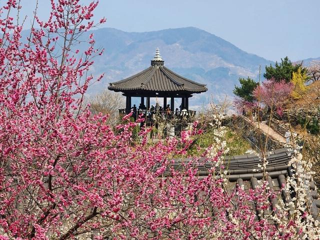 “그리워서 심었지”…‘매화 반, 사람 반’ 찬란한 광양의 봄날로