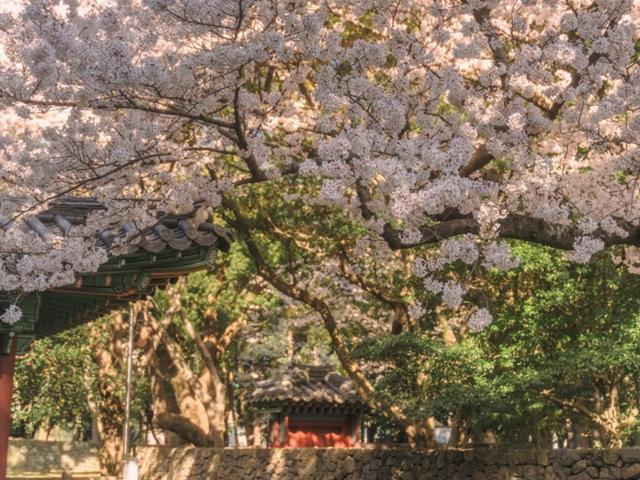 기다렸던 벚꽃의 계절! 전국 벚꽃 명소 추천 (제주 삼성혈 / <strong>경주</strong> 대릉원 / 부산 삼익비치)