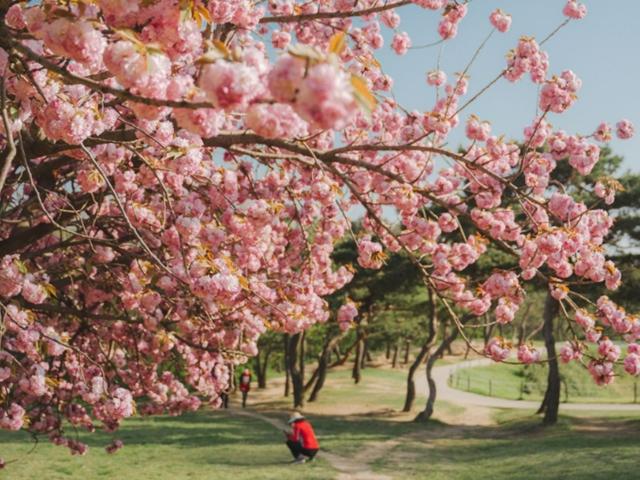겹벚꽃 명소 추천 :: 4월까지 볼 수 있는 벚꽃 스팟 3 (서울 <strong>올림픽공원</strong> / 부산 민주공원 / 경주 불국사)