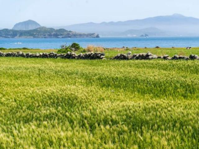 청보리밭 사이로 ‘꼬닥꼬닥’ 걸으멍, ‘빙삭이’ 웃으멍… 초록 물 드는 시간