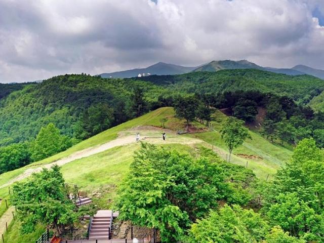해맑은 유산양과 초원에서 찰칵, <strong>태백</strong> 몽토랑산양목장