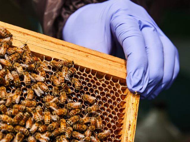 <strong>도시</strong>의 ‘꿀벌 집사들’…“꿀벌님들 편안해야 지구도 편안” [ESC]