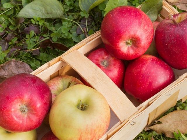 한국의 명품 사과·배, 2050년엔 재배지 확 준다