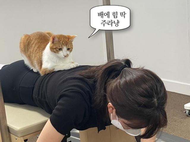 "자세 흐트러집니다~!" 필라테스 센터를 귀여움으로 지배한 고양이