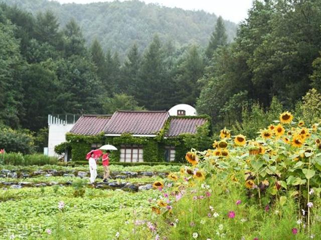 '메밀꽃 필 무렵' 봉평에 가면… 가을 향기 <strong>허브</strong>정원과 신비한 박쥐동굴