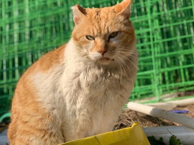 동네<strong>고양이</strong>를 괴롭히는 구내염, 사람 <strong>음식</strong> 줘서 생기는 건가요