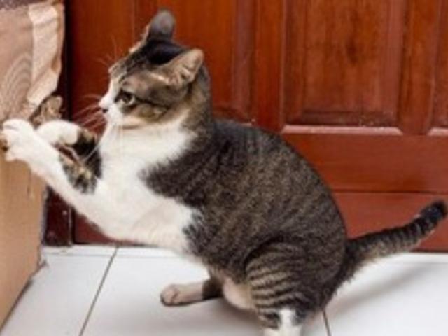 고양이 성향에 맞는 스크래쳐 잘 사는 방법 (+꿀팁, 이유)