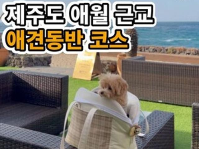 제주도 <strong>애월</strong> 근교 애견동반 사진<strong>맛집</strong> 여행코스 총정리 (+꿀팁)