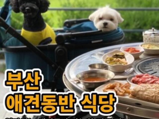 현지인들도 잘 모른다는 부산 애견동반 맛집 BEST4 (+주차, 꿀팁)