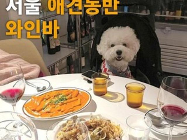 서울에 몇 없다는 <strong>애견</strong>동반이 가능한 와인바 BEST 3 (+꿀팁, 메뉴추천)