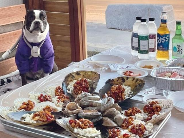 "강아지도 좋아해요"...충남에서 가볼만한 애견 동반 맛집 리스트 BEST4 (+꿀팁)