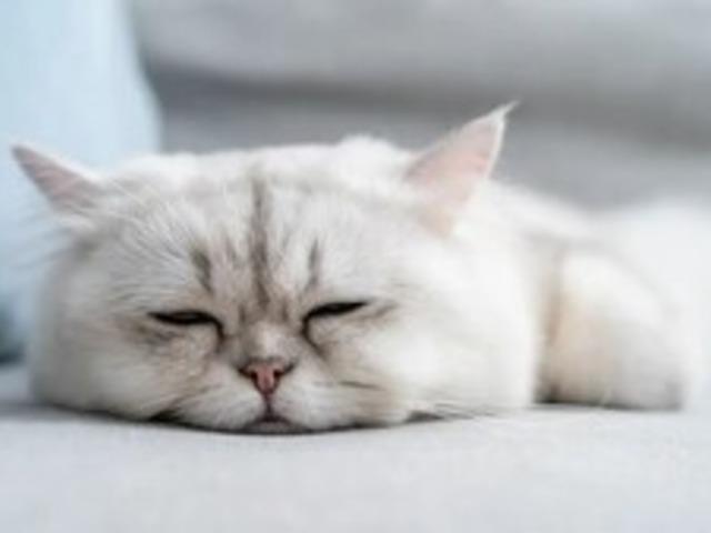 무지개 다리를 건널 때가 된 거야? 고양이 죽기 전 증상 및 행동 (+경련)