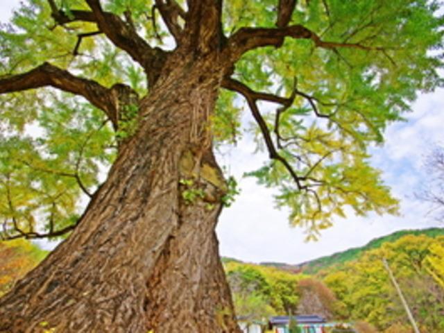옛 이야기를 간직한 '<strong>칠곡</strong>' 늦가을 가볼만한 곳
