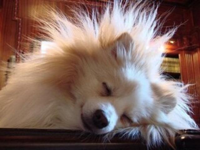 겨울 되니까 못 만진다고? 우리 강아지 고양이 정전기 줄이는 방법(+보호자)