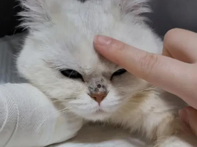 <strong>반려묘</strong> 88마리의 죽음 공포 확산...반려동물 사료 안전성 논란 반복 왜?