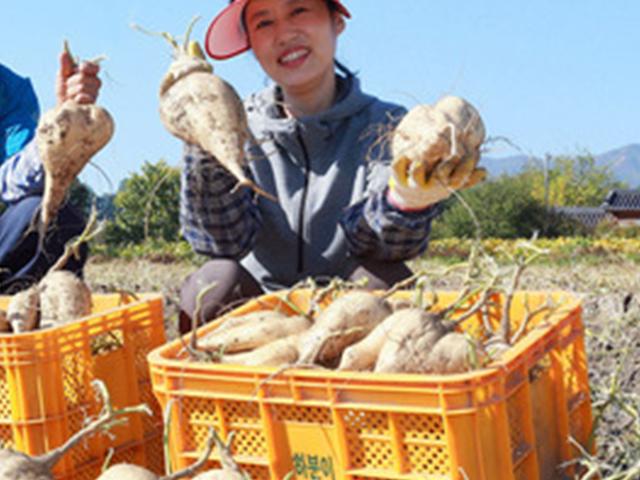 '달지 않는 편안함을 주는 히카마'