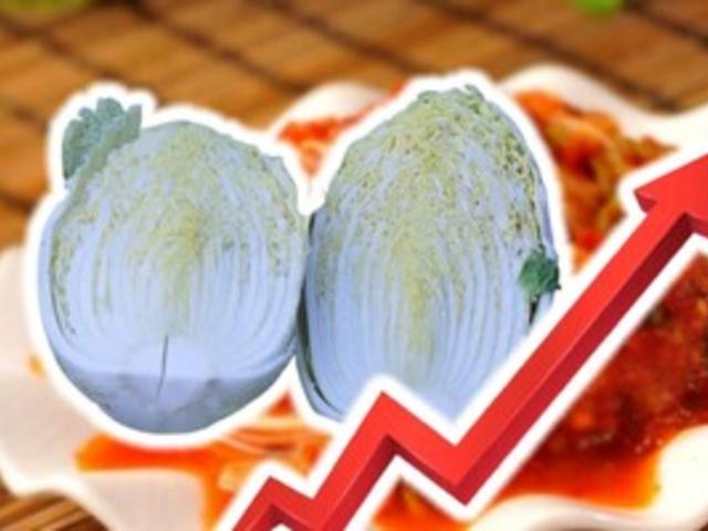 "<strong>김치찌개</strong>는 사치" 배추 한 포기가 2만 2천원... '김장 어쩌나' 무슨 일?