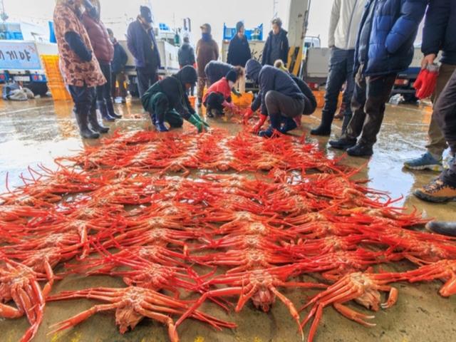 [MK 2월 4주 바다낚시] 지금 놓치면 1년 기다려야 하는 울진의 대표 축제