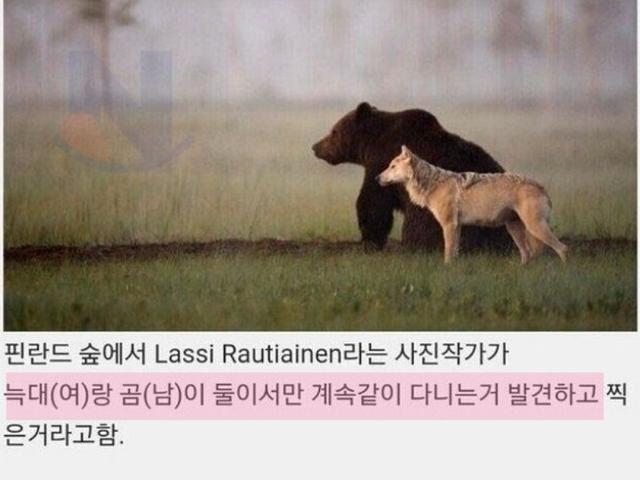 살제 수컷 곰과 암컷 <strong>늑대</strong>의 이상한 파트너 관계
