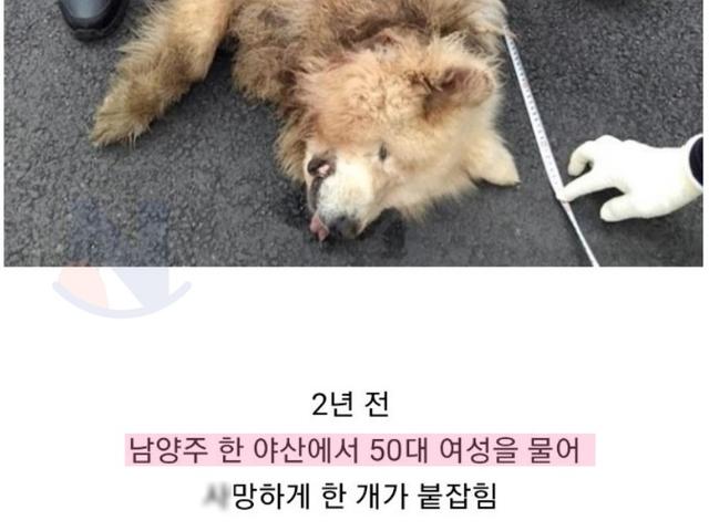 2년 전 사람을 물어 ㅅ망시킨 <strong>개</strong> 근황ㄷㄷ