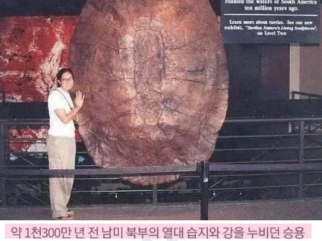 무려 1억 3천만년 전의 <strong>고대</strong>거북수준..jpg