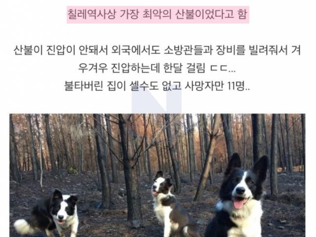 <strong>칠레</strong>에서 최악의 산불 피해를 복구하는데 사용했던 역대급 방법