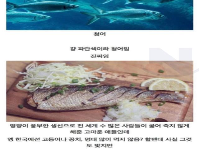 전<strong>세계</strong> 많은사람들을 구해냈던 물고기