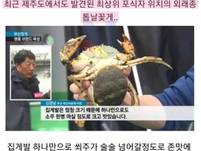 한국에 잘못 발 들였다 창시개명 당한 <strong>꽃게</strong>...근황수준