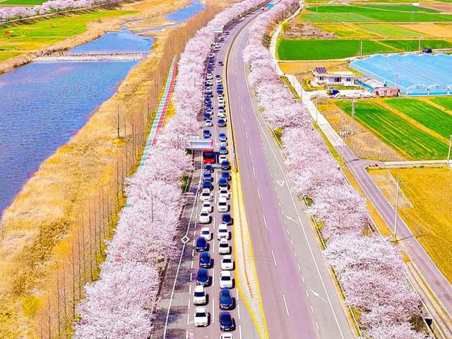 "이보다 긴 꽃터널은 없다"… 이번 <strong>주말</strong>이 절정인 국내 최장 129km 벚꽃길
