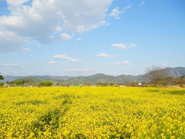 "유채꽃 사이를 달려요"… 국내 유일 '철교 레일바이크'에서 즐기는 봄꽃 축제