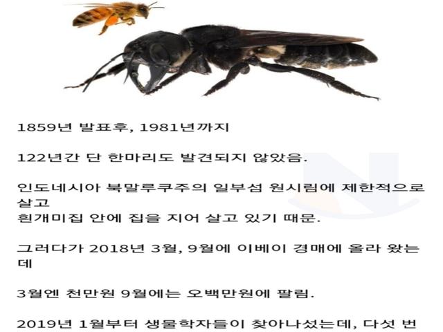 <strong>장수</strong>말벌도 조ㅃ으로 만든 세상 가장 큰 벌