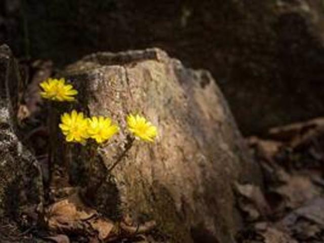 들꽃 명산 Best 8 [4월은 야생화의 달]