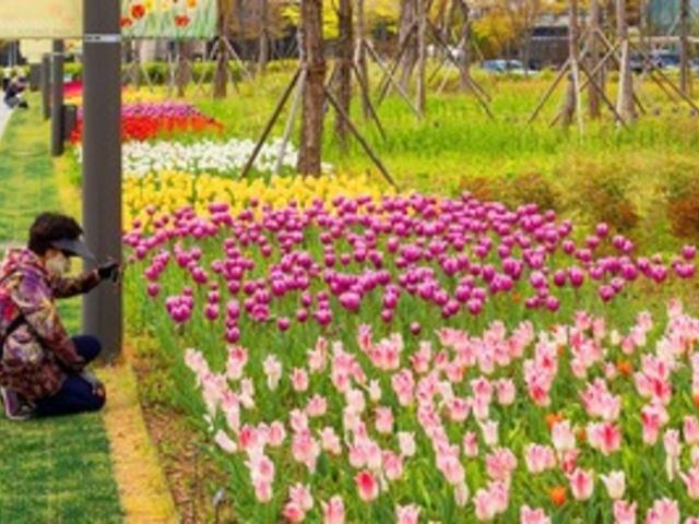 “꽃길만 걷고 싶다면 여기가 정답"... <strong>도심 속</strong> 가장 컬러풀한 산책길