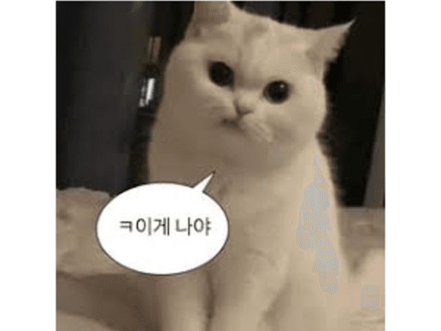 ﻿고양이 지능 순위! 영리한 고양이 Top7