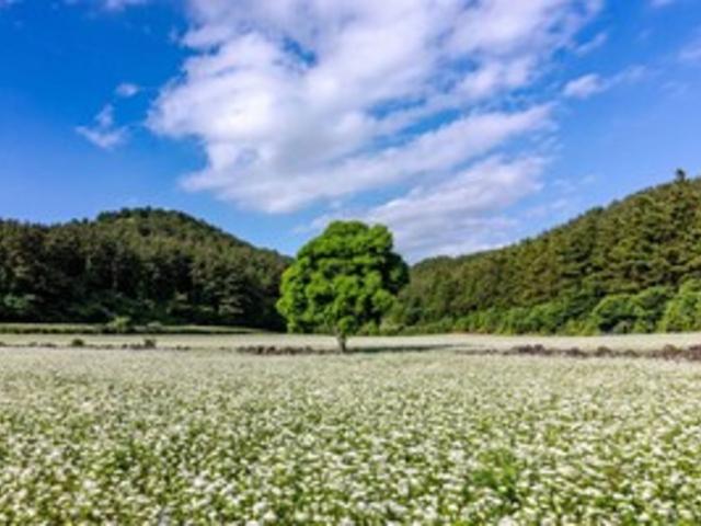 5월 가정의 달, 떠나기 좋은 여름 국내 여행지 베스트 4 추천