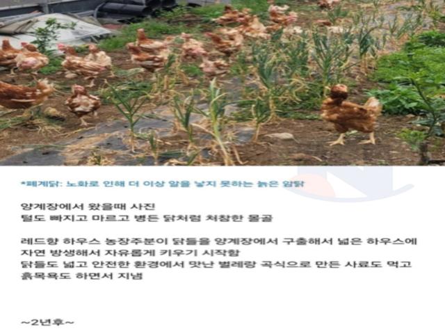 <strong>닭</strong> 사다가 2년 묵힌 결과