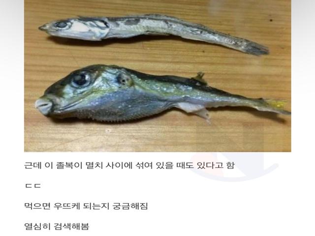 말린 멸치 사이에 섞여있는 졸복에는 <strong>독</strong>이 있을까?