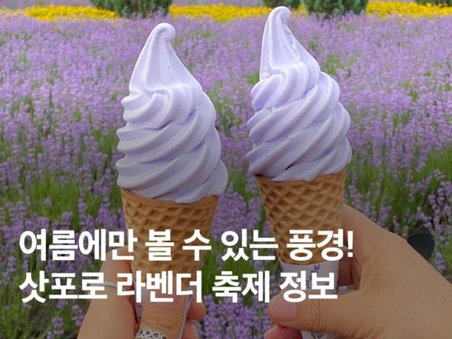 여름 삿포로 <strong>여행</strong> 필수 코스! 2025 삿포로 라벤더 축제 총정리