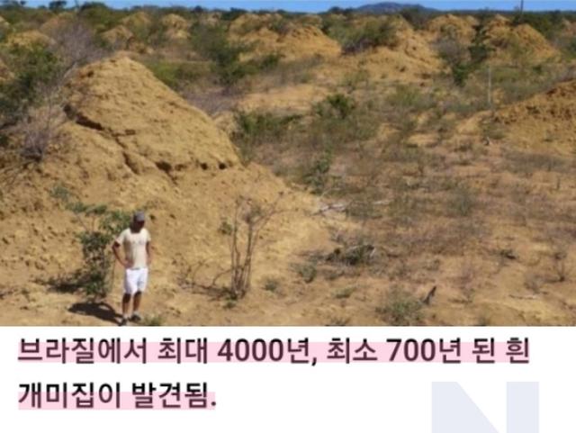 브라질에서 발견된 <strong>영국</strong>만한 크기의 개미집 ㄷㄷㄷ