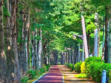 “잣나무가 만든 2km 초록 터널"… 부모님과 함께 걷기 좋은 힐링 산책길