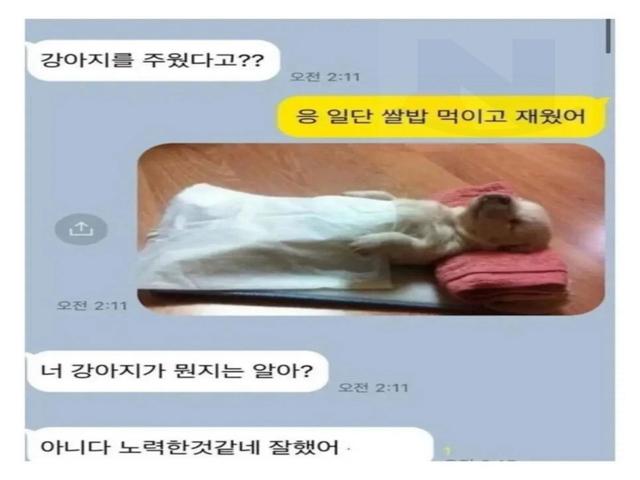 <strong>강아지</strong>를 주워와서 정성껏 돌 본 사람