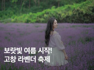 보랏빛 여름 시작! 2025 고창 라벤더 축제 기본정보 총정리