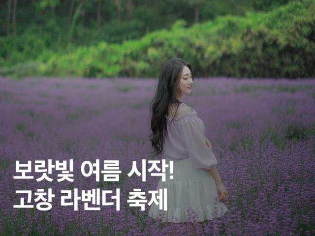 보랏빛 여름 시작! 2025 고창 라벤더 축제 기본정보 총정리