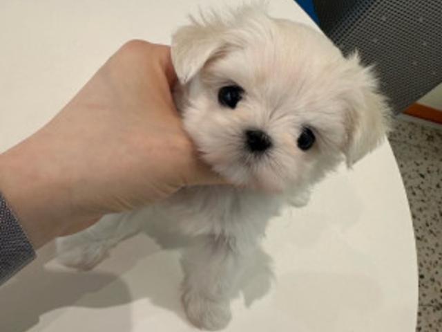 한국에서 많이 키우는 강아지 품종 TOP7